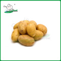Pommes de terre / pommes de terre chinoises / pommes de terre fraîches